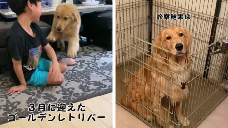 愛犬の食欲不振に脱毛…心配のあまり動物病院を受診した結果に「診断名で笑ったの初めて」「うちの診断名は満腹だった」(ブログ)
