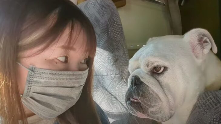 表情だけで『不参加表明』をするブルドッグさんが可愛い「目は口ほどに…」「本当に表情豊かだね」(ブログ)