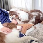 そうじゃない…そこは枕じゃない！？愛犬たちの寝かしつけに「笑った」「逃さないためかもｗ」(ブログ)