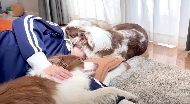 そうじゃない…そこは枕じゃない！？愛犬たちの寝かしつけに「笑った」「逃さないためかもｗ」(ブログ)