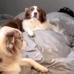 飼い主の出勤を全力で阻止！わんこたちの結託っぷりにクスッ「阻止方法が斬新すぎ」「これじゃ出勤できないわ」(ブログ)
