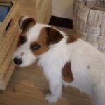 飼い主が気付くまで『悲しい』を全身で表現する天才犬の行動が可愛すぎる「めちゃくちゃわかる」「するよね…」(ブログ)
