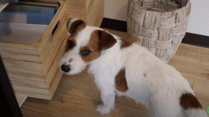 飼い主が気付くまで『悲しい』を全身で表現する天才犬の行動が可愛すぎる「めちゃくちゃわかる」「するよね…」(ブログ)