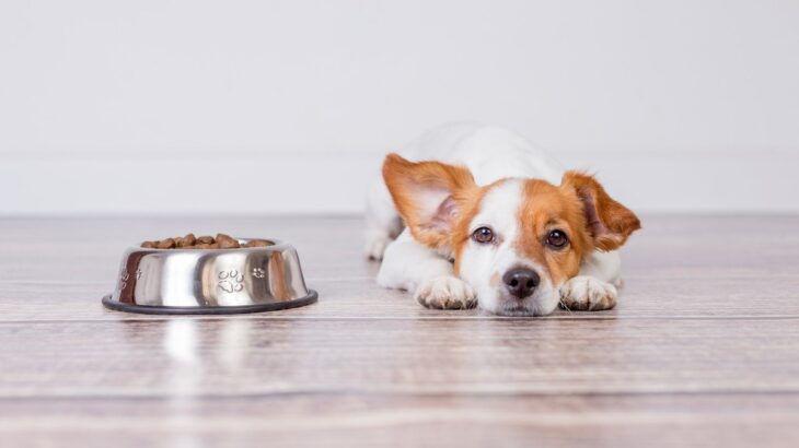 犬の『秋バテ』でみられる症状3つ　対策や予防法に「夏バテとは違うのね」「涼しくなってきたからこそか」(ブログ)