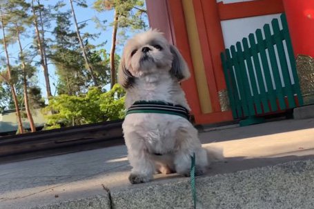 看板犬の忙しい(？)1日に密着 たくさんの‘’お気に入り‘’で生活を満喫する姿に「何回でもイイネ押したい」(ブログ)