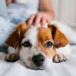 犬が『ウザいな～』と感じている飼い主の行動5選　嫌がられている行為に「ついやってしまうこともある」「気をつけます」(ブログ)
