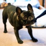 犬が服を引っ張って困る！　その3つの理由・心理とやめさせる方法を解説(ブログ)