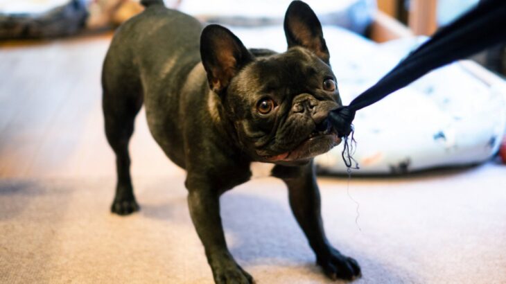 犬が服を引っ張って困る！　その3つの理由・心理とやめさせる方法を解説(ブログ)