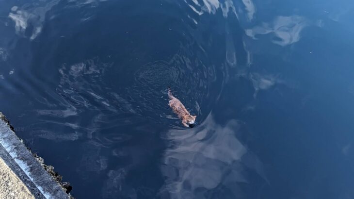 「助けてくれてありがとう」「きっと猫の恩返しがあるよ」釣り人が海に落ちた猫ちゃんを発見→タモ網の破損と引き換えに救出することに成功(ブログ)