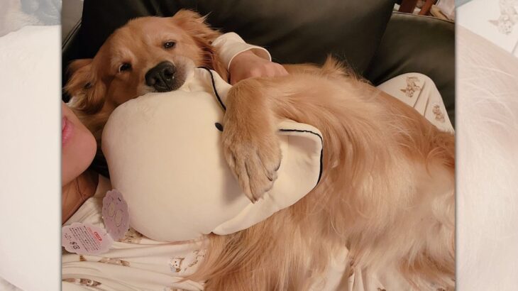 自称小型犬♡飼い主さんの上に乗って無邪気に甘える大型犬が可愛い(ブログ)