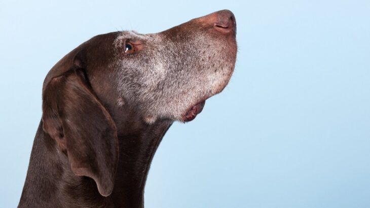 犬が認知症になる『生活習慣』5つ　NGと言われる行為に「今日から改めるべき」「どう改善すればいいの？」(ブログ)
