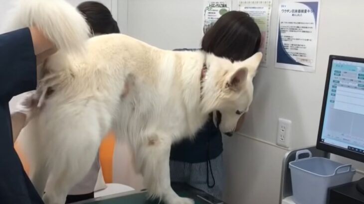 「母ちゃんごめん！」肛門絞りが嫌すぎて飼い主を叩いてしまったホワイトシェパード！耐える姿が「偉い」と話題(ブログ)