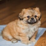 犬が人前でトイレができない３つの原因と対策　「飼い主に原因があるかも」「試してみよう」(ブログ)