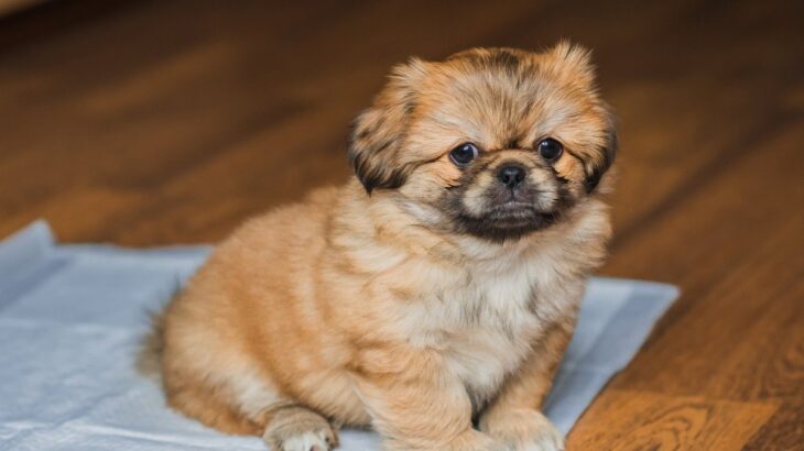 犬が人前でトイレができない３つの原因と対策　「飼い主に原因があるかも」「試してみよう」(ブログ)