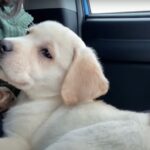 『まさにアイドル』ラブラドールの子犬をお迎え！愛嬌たっぷりの姿が「なんて可愛いの！」「犯罪級の可愛さ♡」と話題(ブログ)