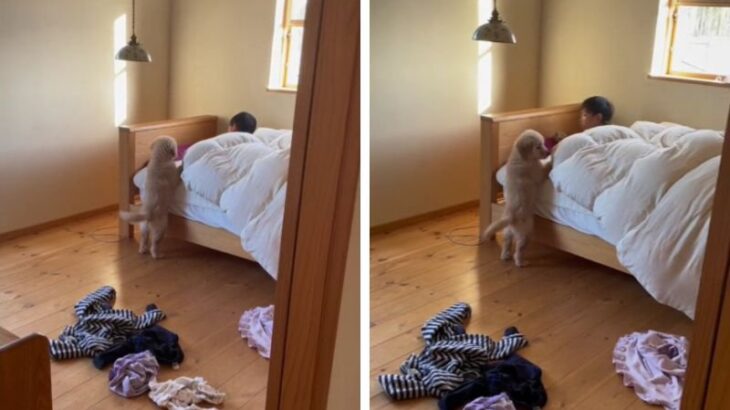 「私も起こされたい…」「世界一素晴らしい起床」大型犬子犬との日常に羨望の声続出！可愛すぎる後ろ姿にネット民メロメロに(ブログ)
