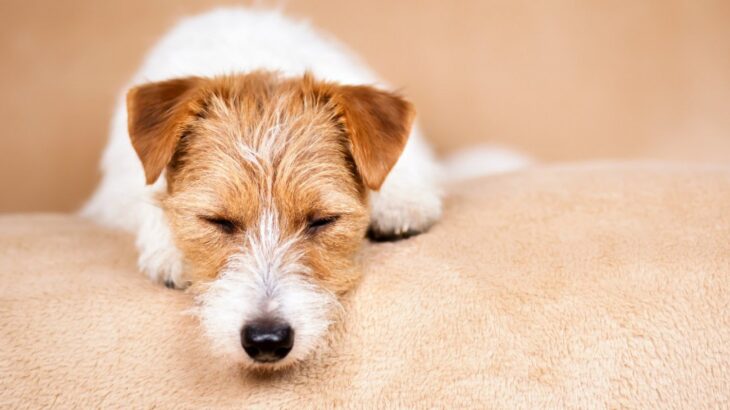 愛犬が『眠たいです』と伝えているサイン４選　その仕草や行動に「かわいすぎ…」「愛おしくなる」(ブログ)