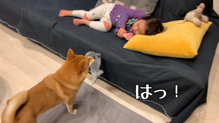 眠っている妹を起こしたくない！気を遣って遊びをやめるお姉さんワンコの優しさに「心遣いが素晴らしい」と絶賛の声(ブログ)