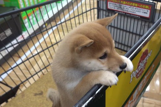 「何でも買ってあげたくなる…」「最高に癒された」カートに乗ってお買い物を楽しむワンコにネット民ほっこり！(ブログ)