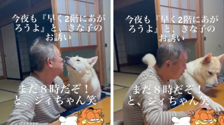 保護犬『じいちゃん、早く2階で寝よう？』祖父『早い！まだ８時だぞ！』微笑ましすぎる攻防が110万回再生の大反響(ブログ)
