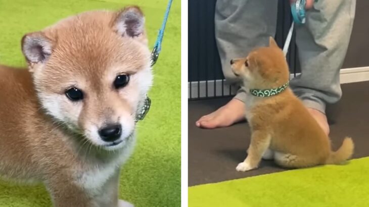 トコトコ歩きの柴子犬が尊すぎる！お散歩の練習に一生懸命励む姿「萌え死するｗ」「最強に可愛い」の声続出(ブログ)