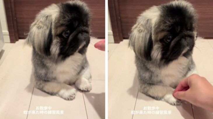 「これは刺されちゃう…」「猛特訓が必要かも」「おっとり可愛い」蚊から逃げるための練習をするわんこの姿にネット民悶絶！(ブログ)