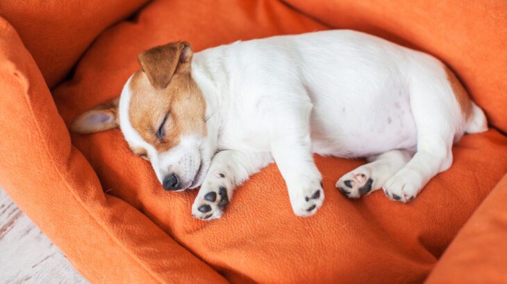 犬は『寝方』でも気持ちがわかる！4つの心理と注意すべき寝姿とは？(ブログ)