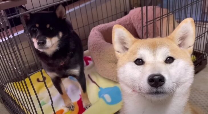 仲の悪い柴犬コンビがほころびを修復「和解に向けて大きな一歩」「雪解け間近だね！感動」(ブログ)