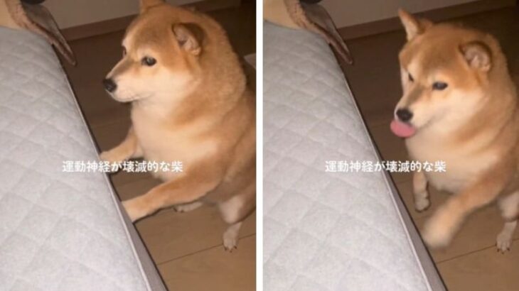 運動神経が壊滅的！？柴犬のとある行動が可愛すぎると大反響「イメトレは完璧やねんけどな…」「大縄跳び入れないタイプｗ」(ブログ)