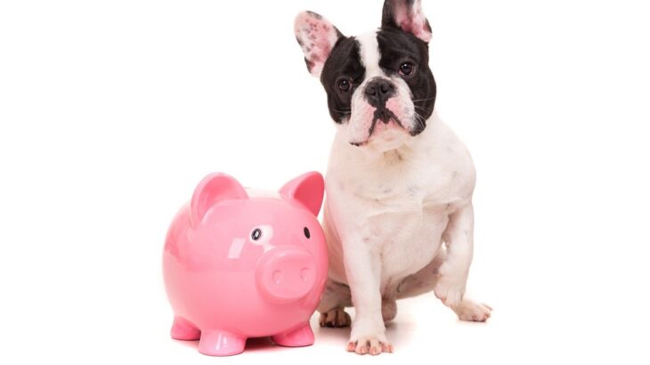 「犬にかかる支出」ランキングトップ5！フード代や医療費など…場合によっては人間よりかかるかも！？(ブログ)