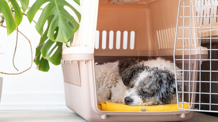 愛犬を『慣れない場所』に連れ出す時の注意点5つ　ストレスを与えないコツ「たしかに怖いよね」「今度試してみよう」(ブログ)