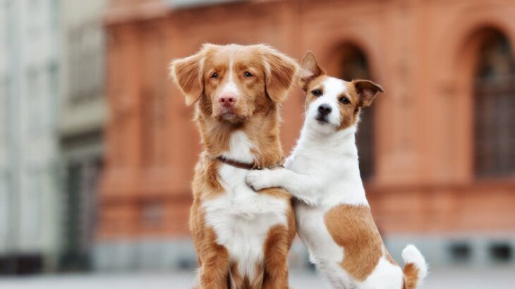 『賢い犬』と『おバカな犬』5つの違いとは？　「どっちも最高にかわいい」「愛おしい感情しかない」(ブログ)