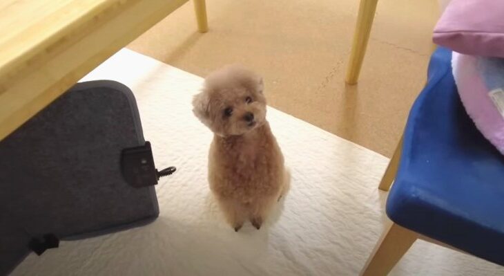ご飯の時間を心待ちにするトイプーさんが可愛い！成長が感じられる姿に「賢すぎる」「お利口さん」との声続々(ブログ)
