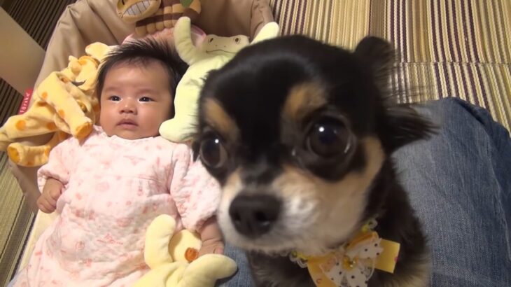 チワワの可愛い芸×パパの歌のコラボが赤ちゃんを泣き止ませる！？「なんだこのシュールな映像はw」と爆笑する方が続出(ブログ)
