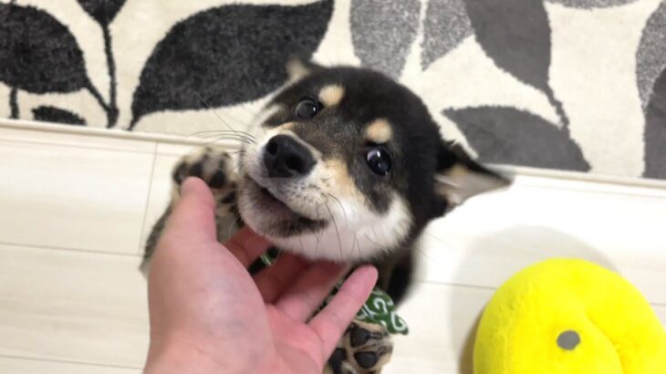 飼い主の帰宅を喜ぶ豆柴の子犬が『かわいすぎる』と64万人がメロメロに「幸せ過ぎる時間」「早送りかと思った笑」(ブログ)