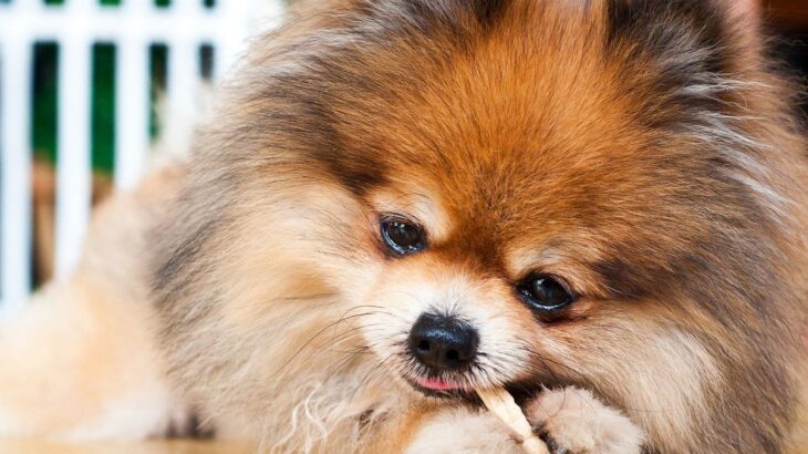 『食いしん坊が多い』といわれる犬種6選！「犬種も関係あるのか」「確かに食い意地張ってる」(ブログ)