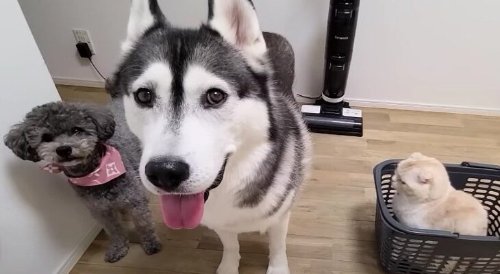 完全に避難モードのわんこたちにクスッ♡「雷が苦手な気持ちわかるよ」「怖いと謎の行動しちゃうよね…」(ブログ)