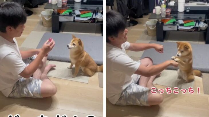 ど〜っちだ？全く正解できない柴犬さんが可愛すぎるとネット民悶絶「逆にすごい確率だよねｗ」「もはやわざとなのかも」(ブログ)