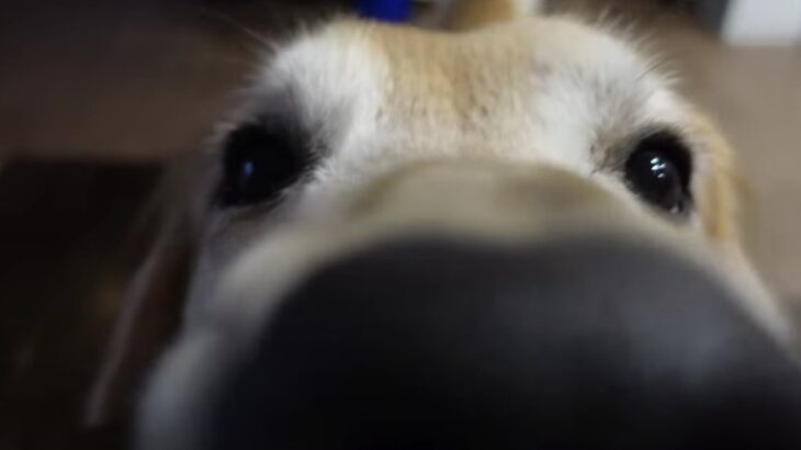 お腹が減りすぎてダンスを踊り狂う大型犬に爆笑必至！？可愛すぎる姿に「ステップ可愛すぎる」「ニヤニヤした」(ブログ)