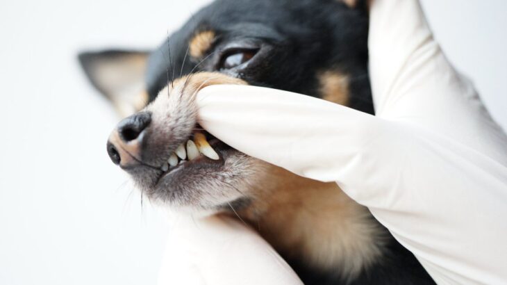 犬の歯石はペンチで取れる？自宅で取る方法やデメリットを解説(ブログ)