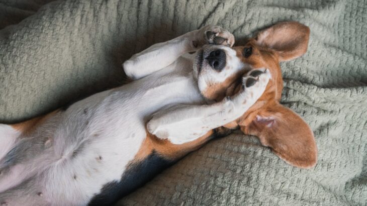 犬が前足で顔をカキカキする理由4選　痒いだけではない？緊張など心理的なものも(ブログ)
