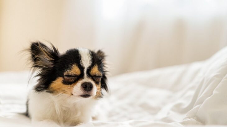 犬が眠る前によく見せる『5つの行動』　意味不明な行動に「あるある」「どんな意味か気になってた」(ブログ)