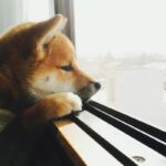 犬を不安にさせないためにすべき『3つの対策』とは？　飼い主にできる愛犬への配慮やコツとは(ブログ)