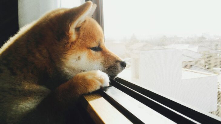 犬を不安にさせないためにすべき『3つの対策』とは？　飼い主にできる愛犬への配慮やコツとは(ブログ)