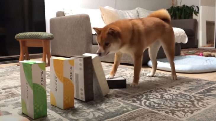 「人間の言葉わかってる」「必死に理解しようとしてるのが可愛い♡」柴犬の優秀すぎる学習能力に脱帽する人が続出！(ブログ)