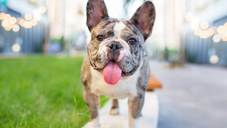 犬が舌を出しっぱなしにするのはなぜ？放置していい？6つの理由と対処法とは(ブログ)