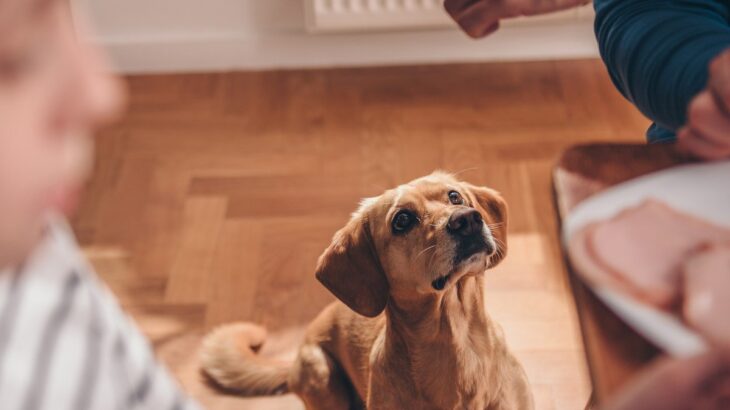 愛犬が不幸になる『優しい行動』4選　実はNGな飼い主の行動に「甘やかしすぎるのも良くない」(ブログ)