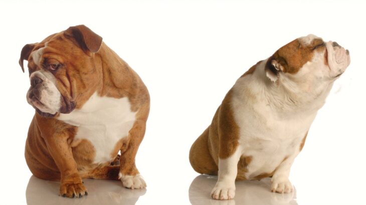 犬同士が仲良くできない3つの理由と改善のコツ　「人間と同じ」「犬見知りも個性」(ブログ)