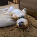 初めての旅行ではしゃぎすぎた柴犬さん！夜になると心配していた事態が発生！「笑いました」「人間の子どもと一緒w」(ブログ)
