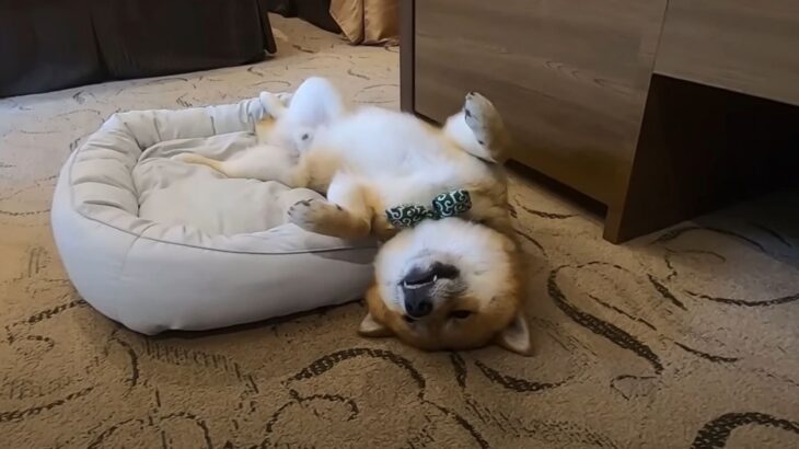 初めての旅行ではしゃぎすぎた柴犬さん！夜になると心配していた事態が発生！「笑いました」「人間の子どもと一緒w」(ブログ)